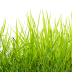 Touch Grass - badge icon