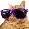 CoolCat - twitch chat emote details on BadgeBase