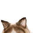 INZOIPsyCat - twitch chat emote details on BadgeBase